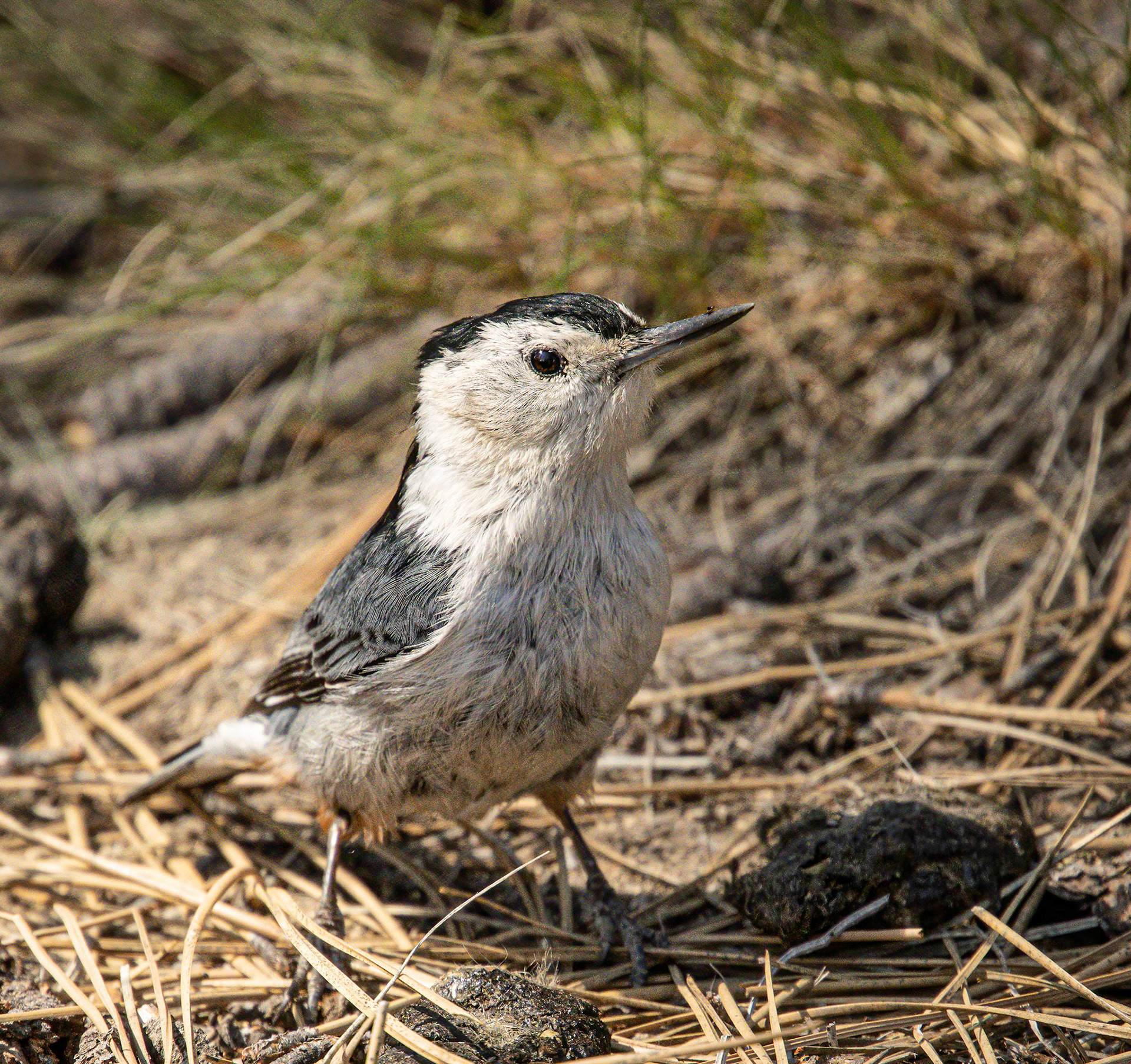 White-breasted Nuthatch