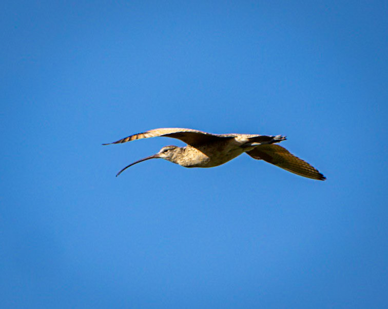Long-billed Curlew