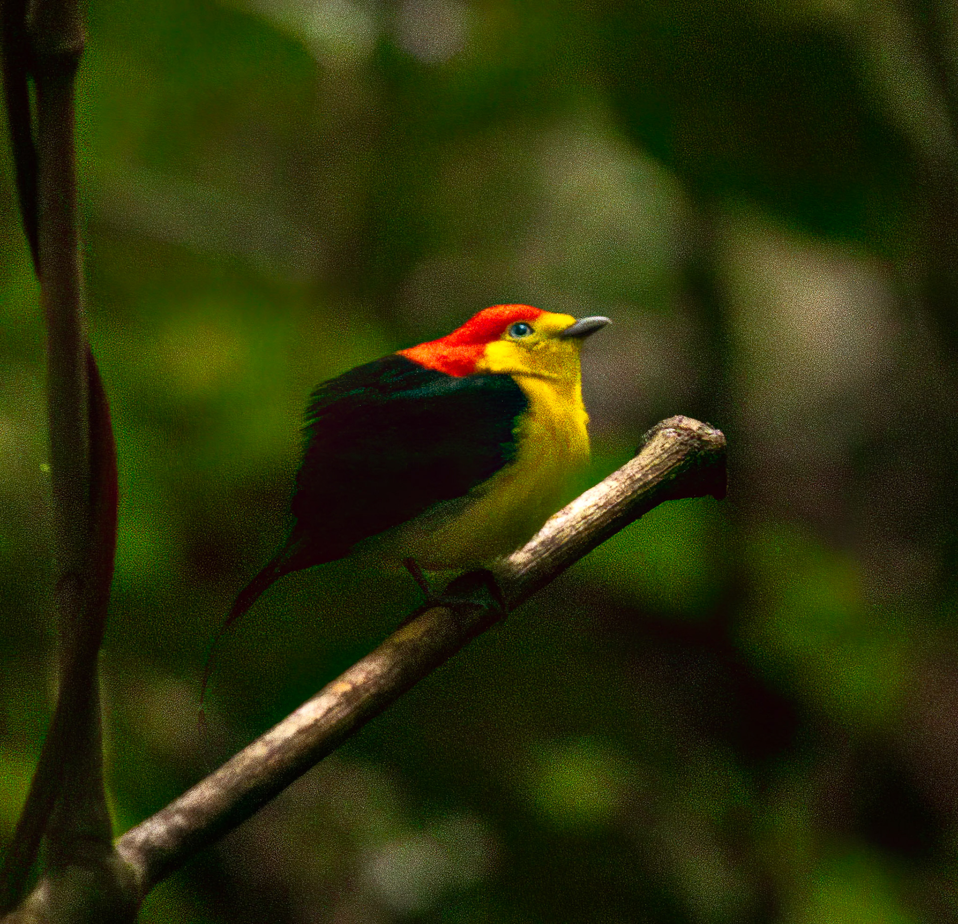 Wire-tail Manakin