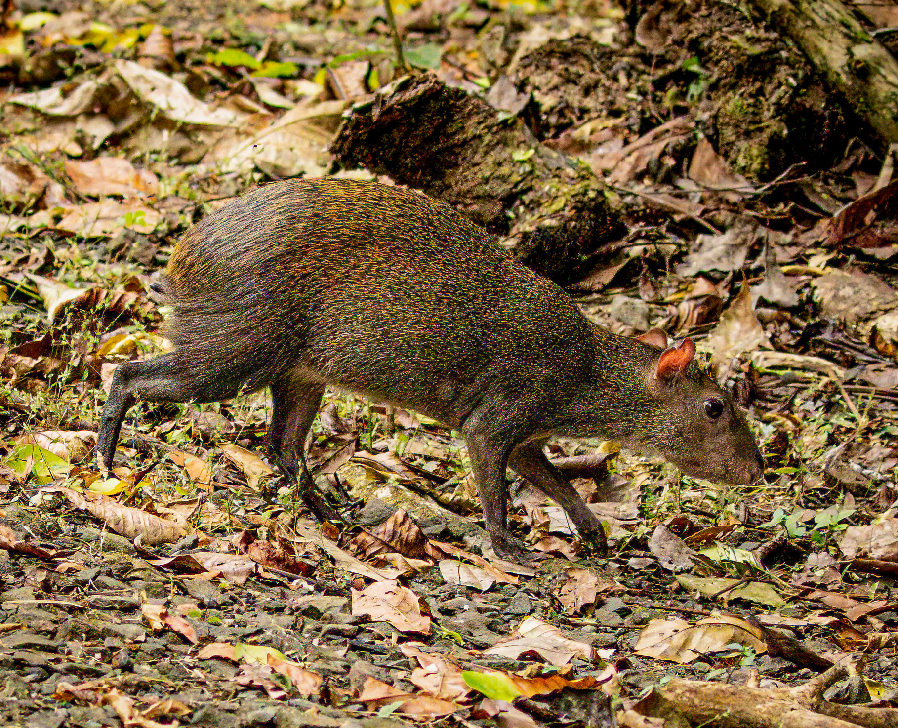 Agouti (forest rodent)