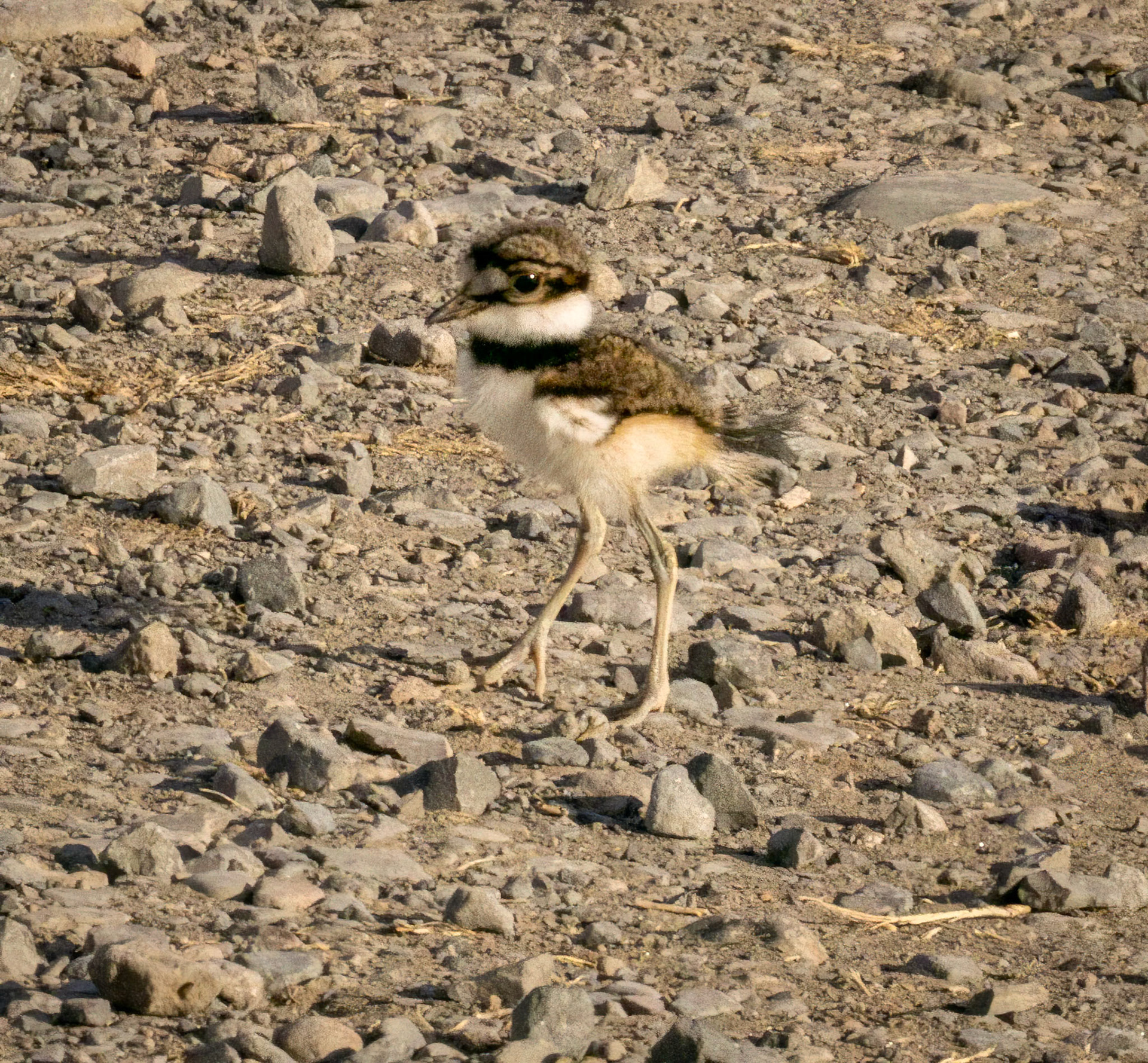 Killdeer (fledge)