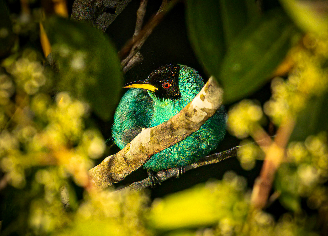 Green Honeycreeper