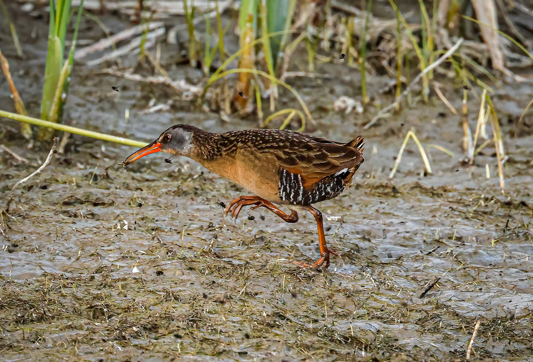 Virginia Rail