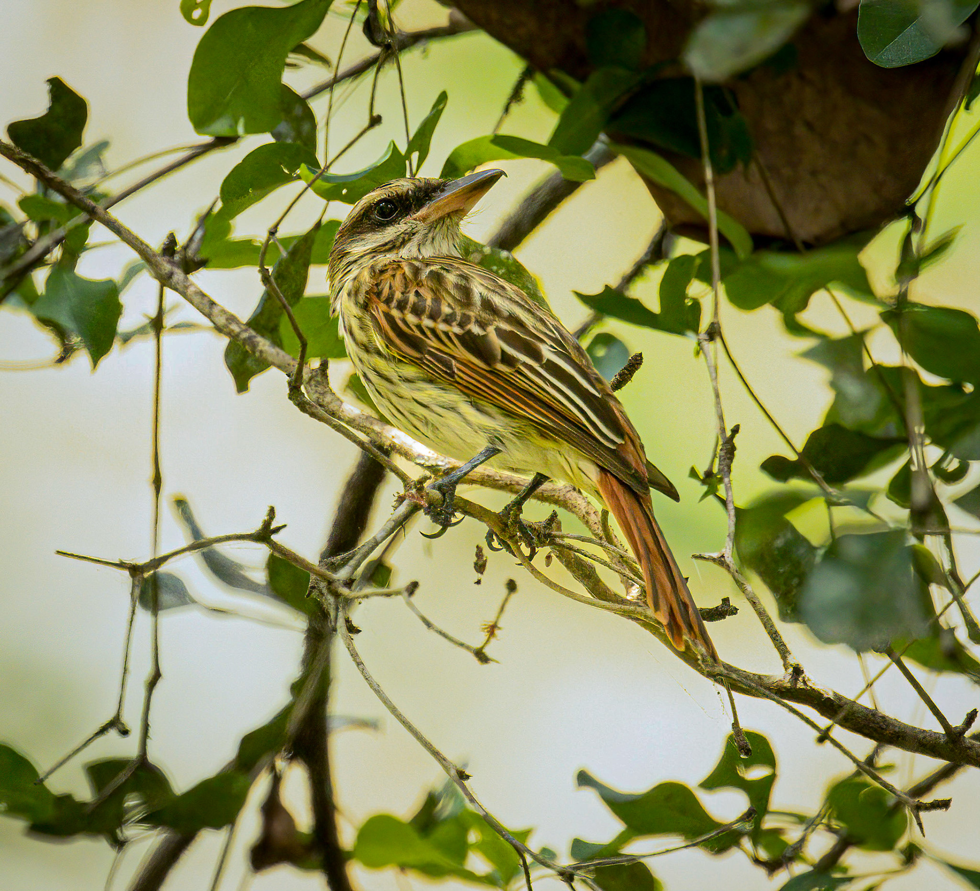 Streaked Flycatcher