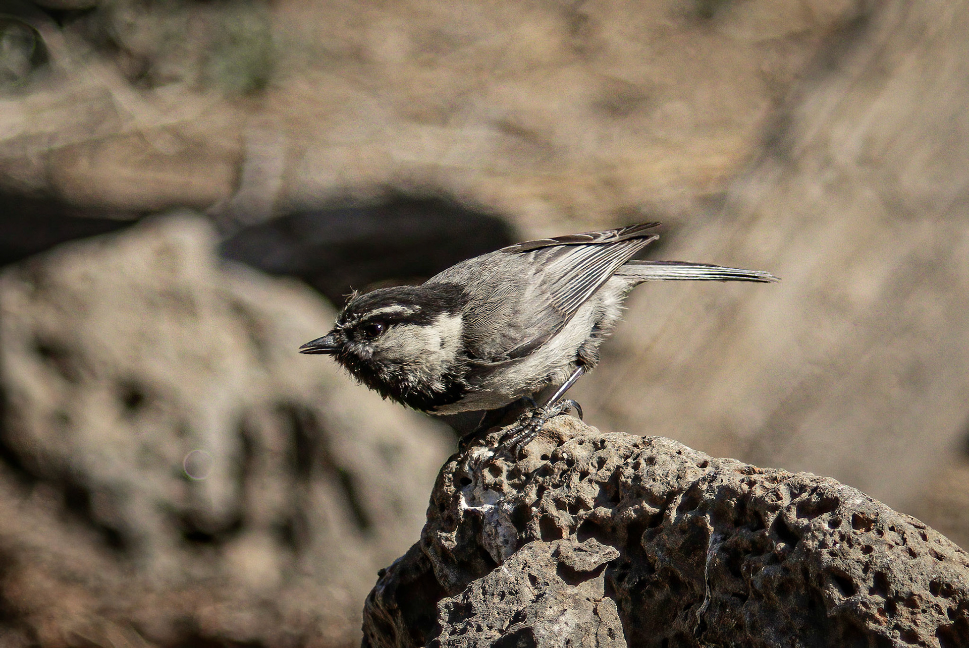Mountain Chickadee