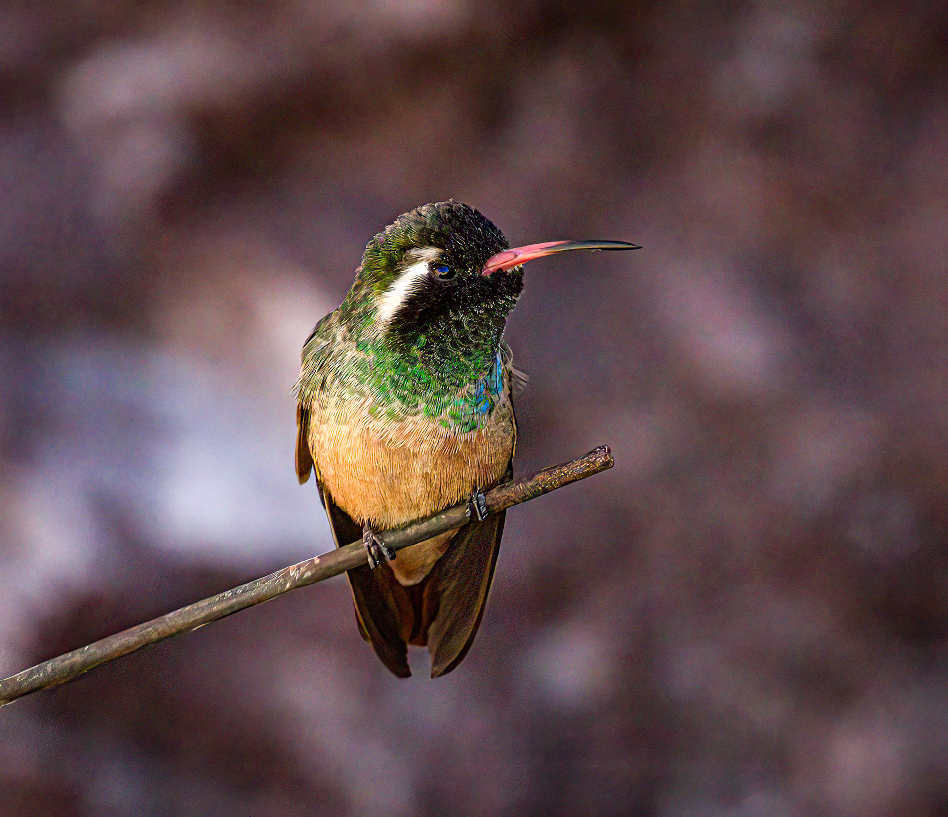 Xantus's Hummingbird