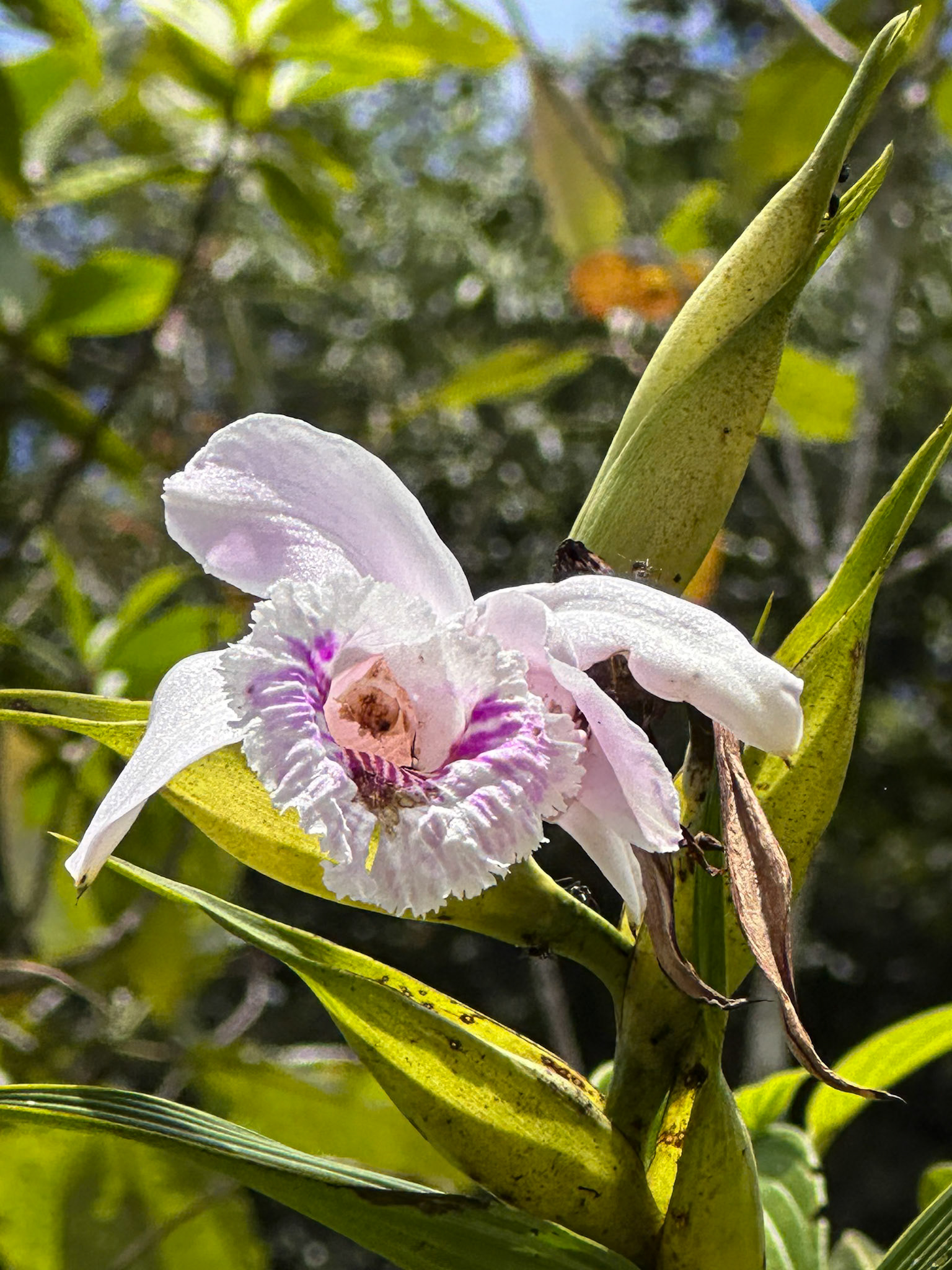 Roadside Orchid