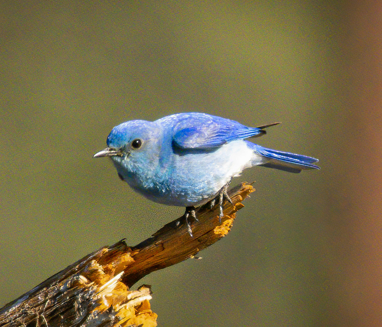 Mountain Bluebird