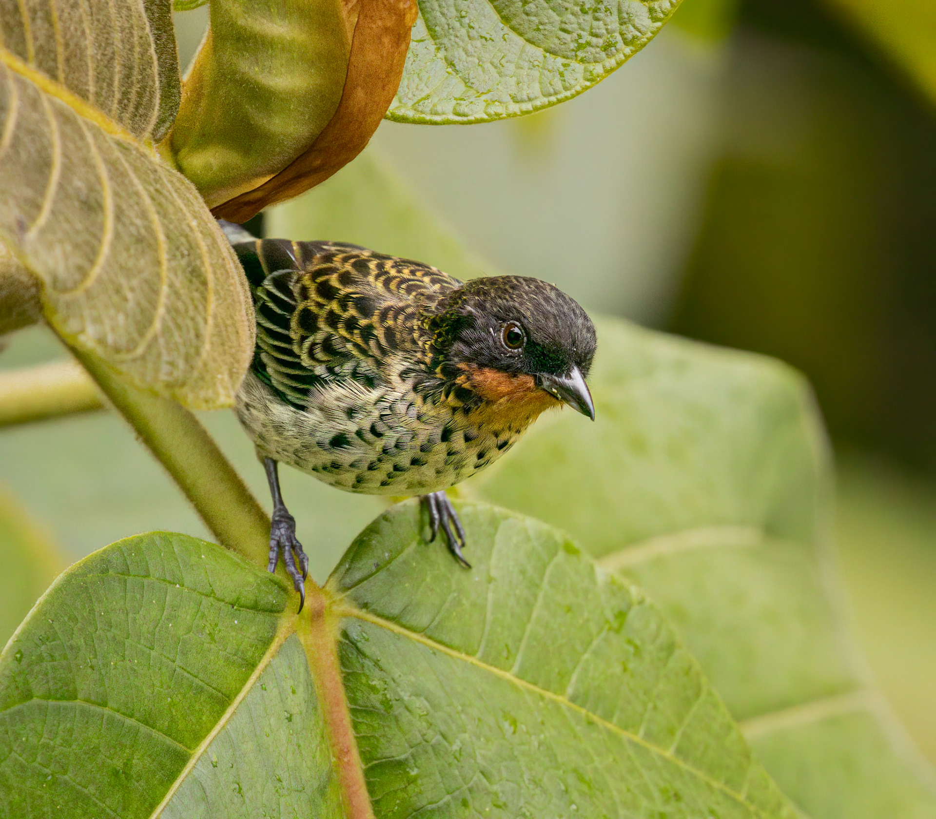 Rufous-throated Tanager