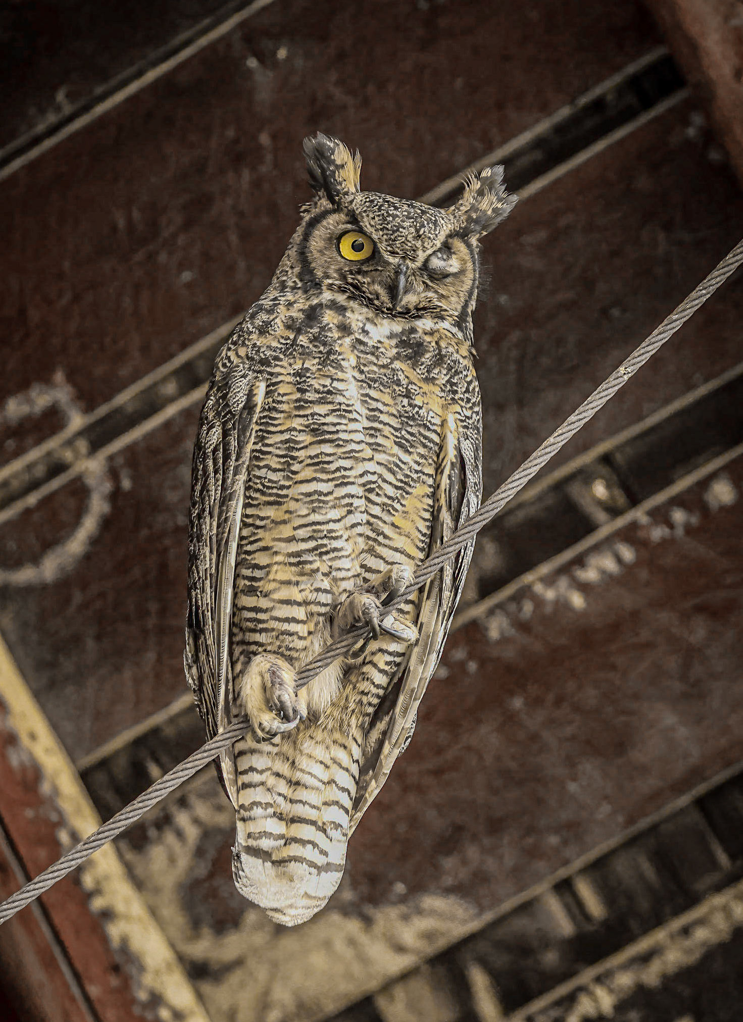 Great Horned Owl