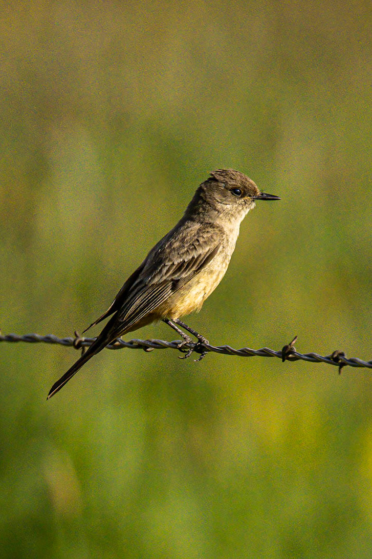 Say's Phoebe