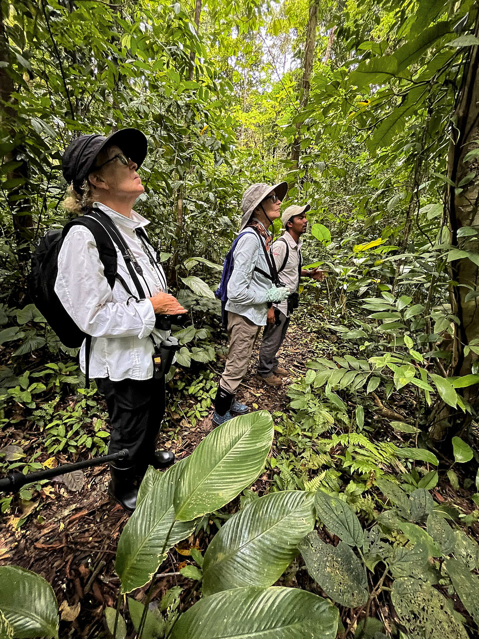 Carol, Sooney, &amp; Miguel birding the forest.