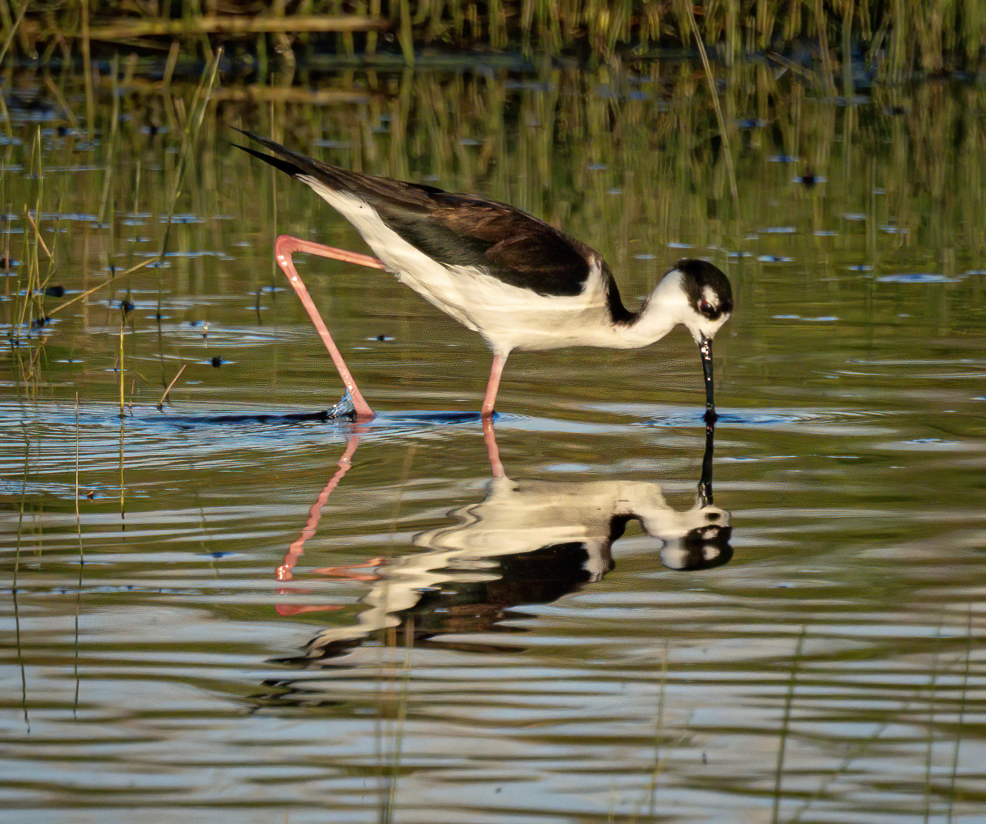 Black-necked Stilt