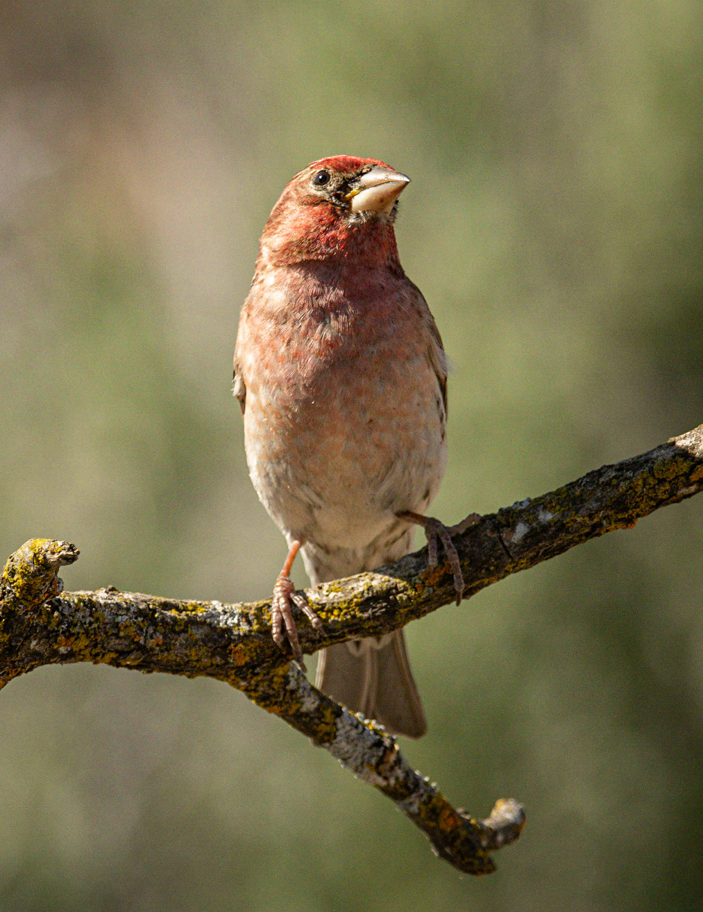 Purple Finch