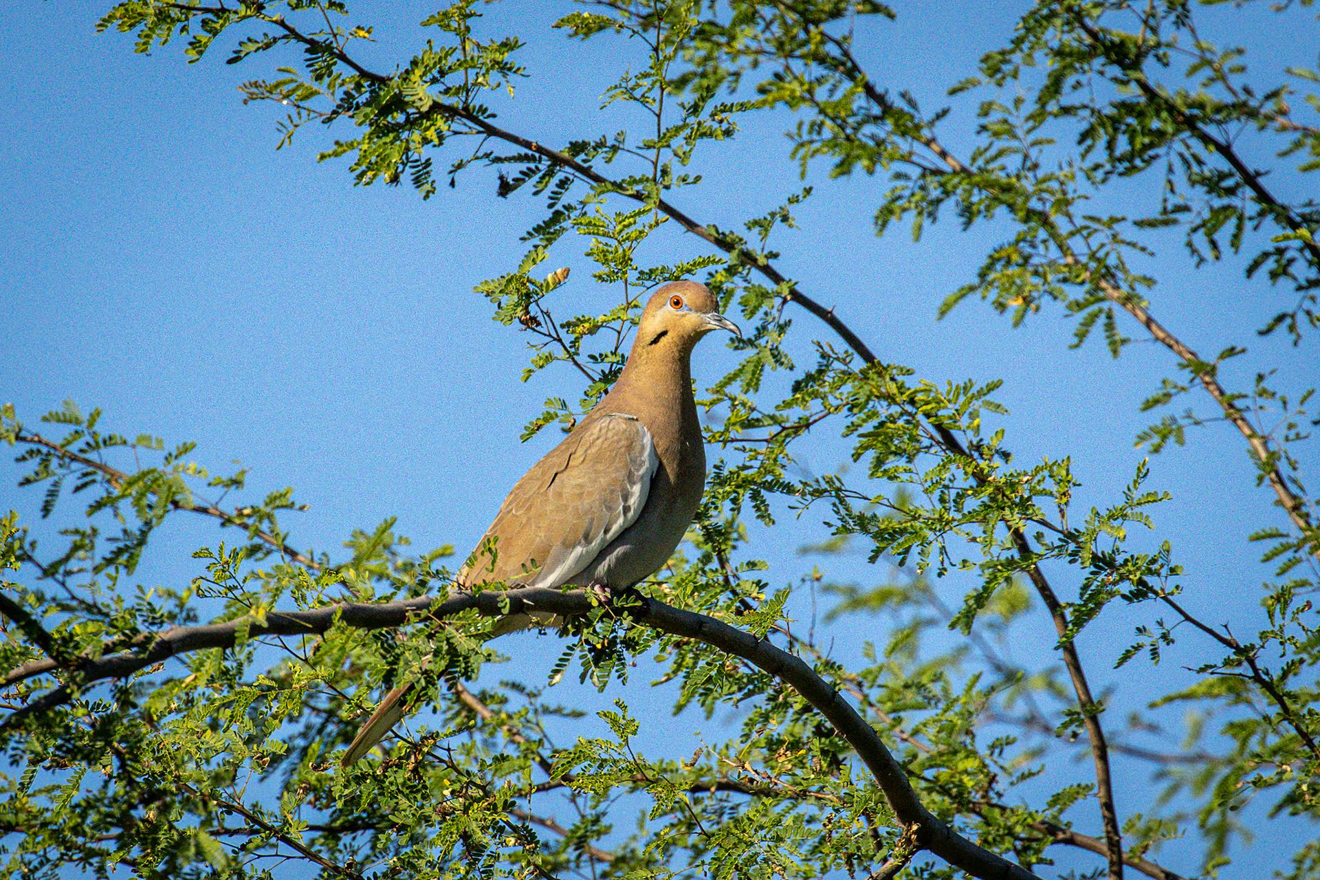 White-winged Dove