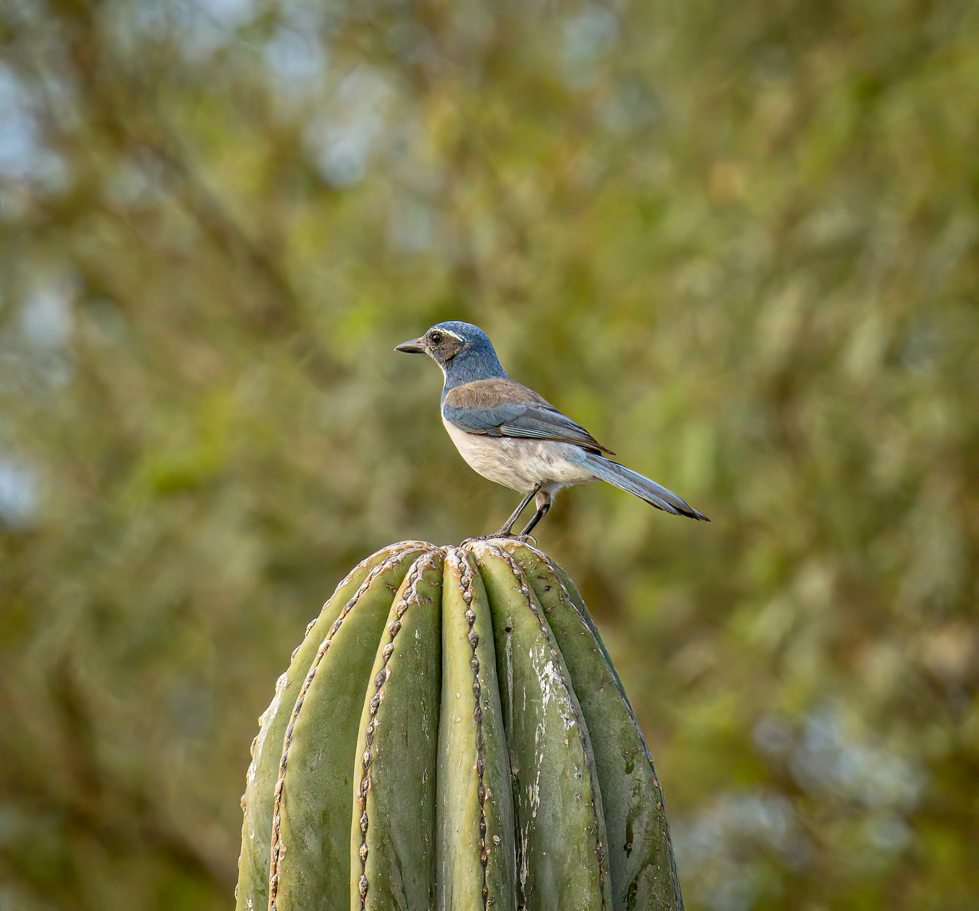 California Scrub Jay