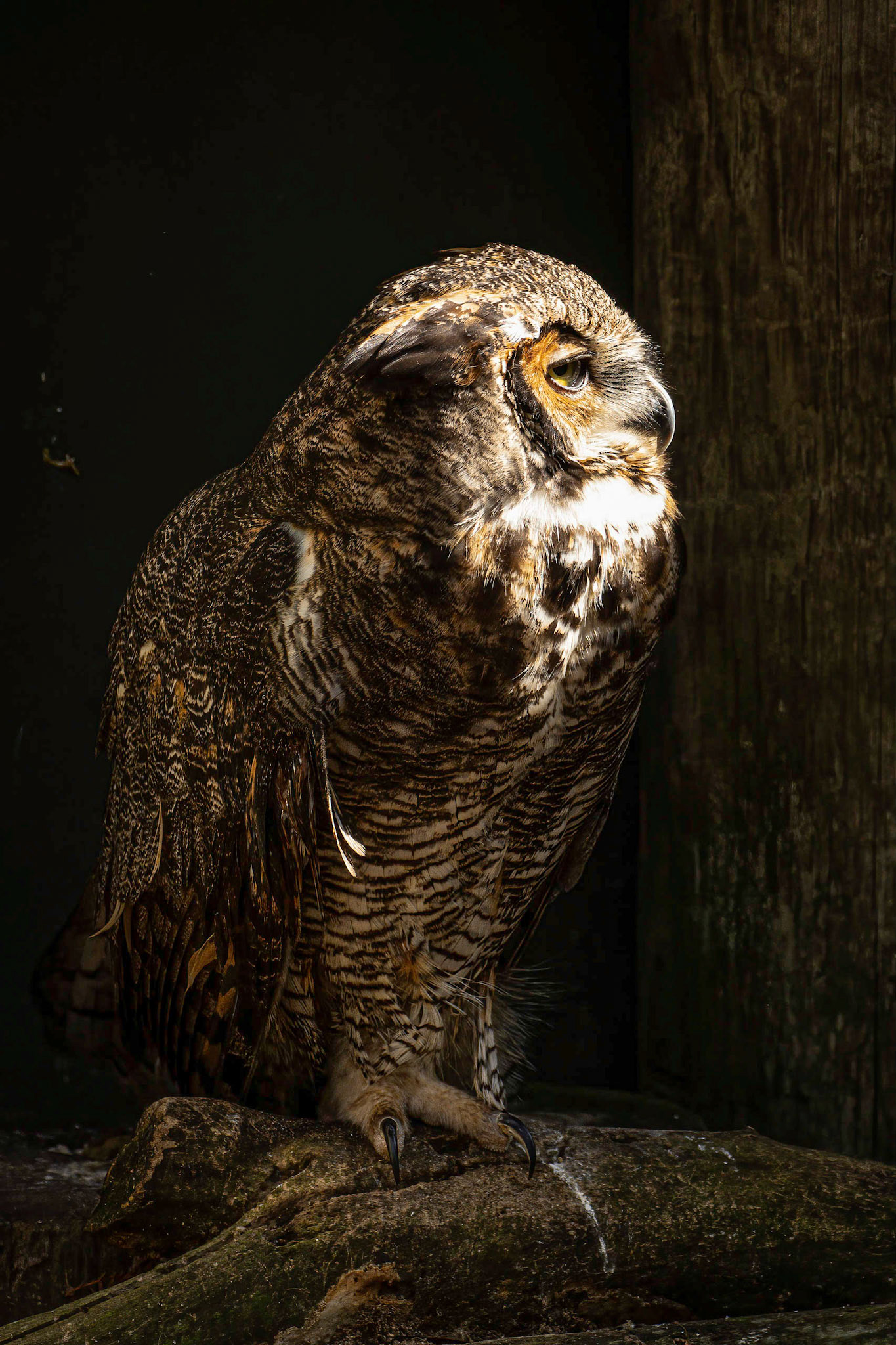 Great-horned Owl