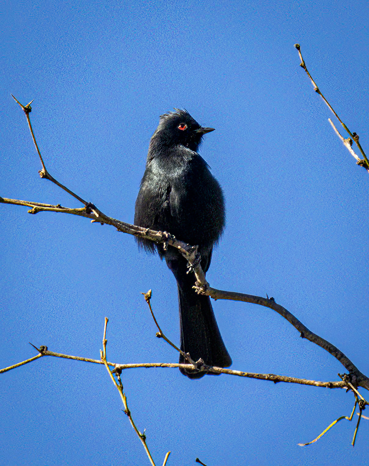 Phainopepla