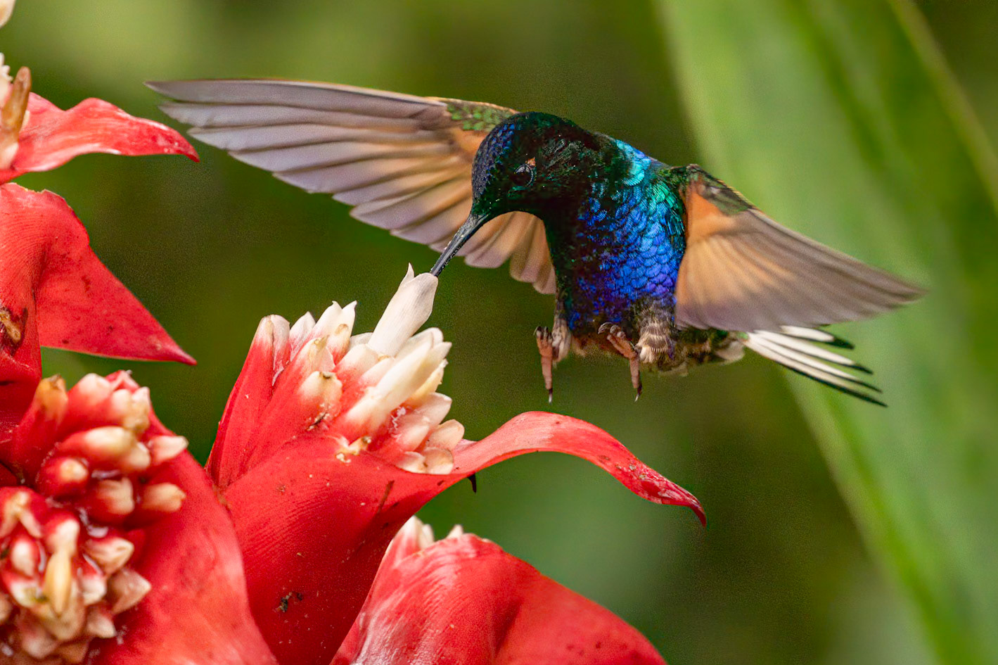 Velvet-purple Coronet