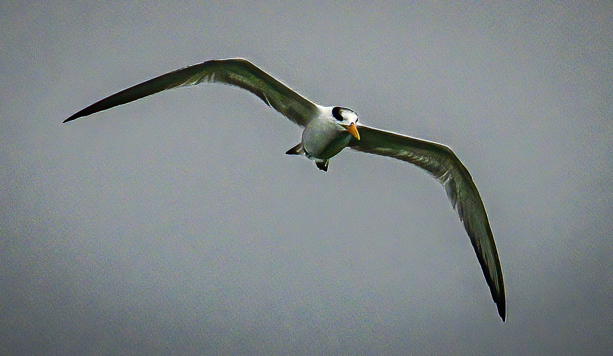 Royal Tern