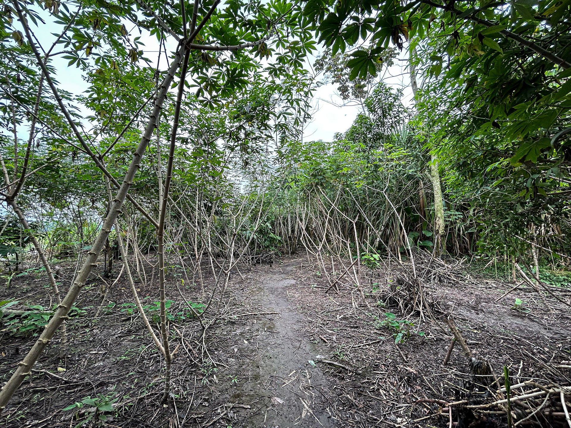 The Trail to Sani Lodge Paddle Canoes