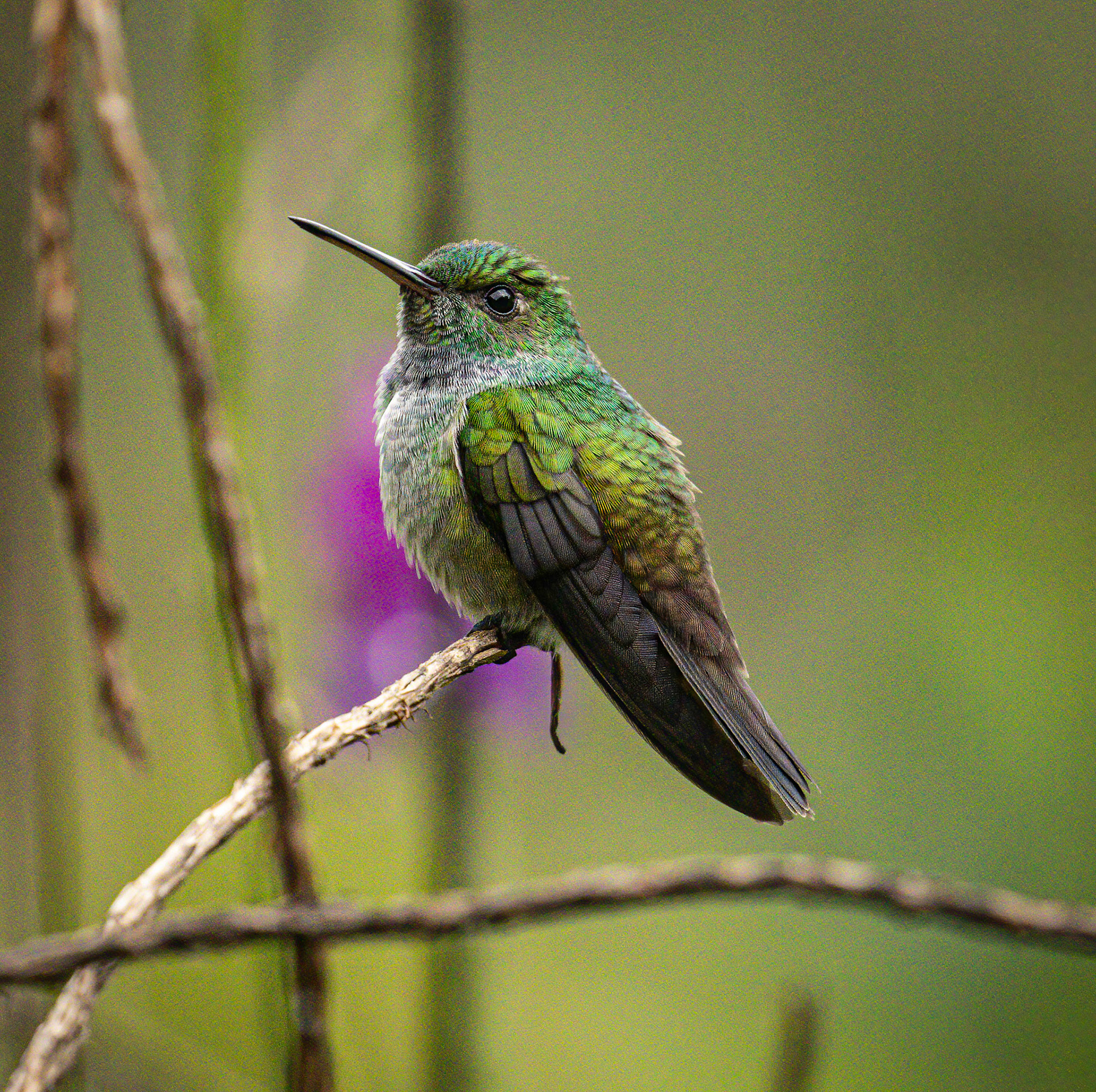 Blue-chested Hummingbird