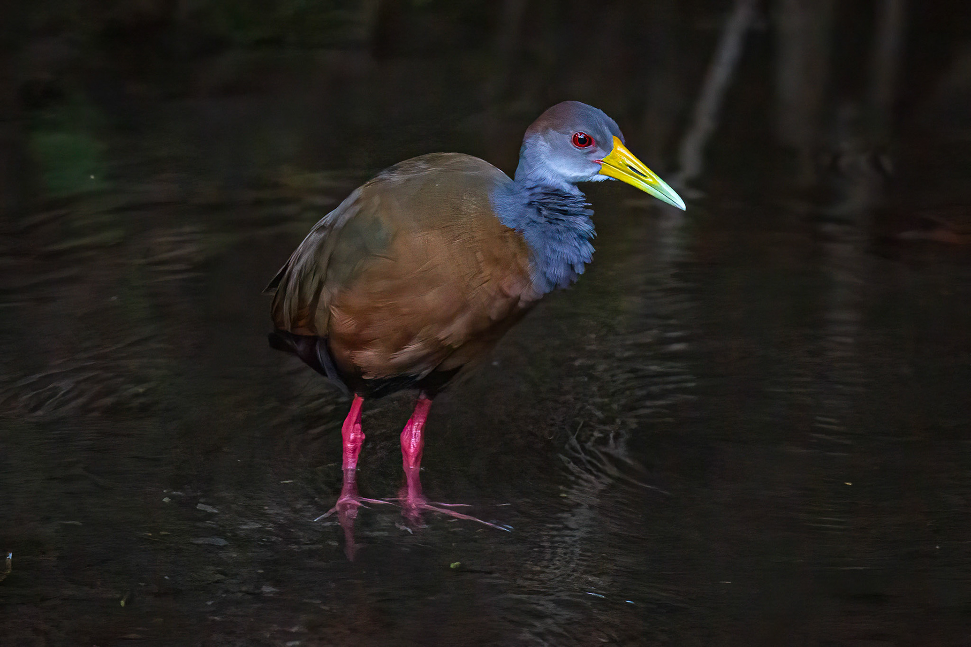 Gray-necked Wood-Rail