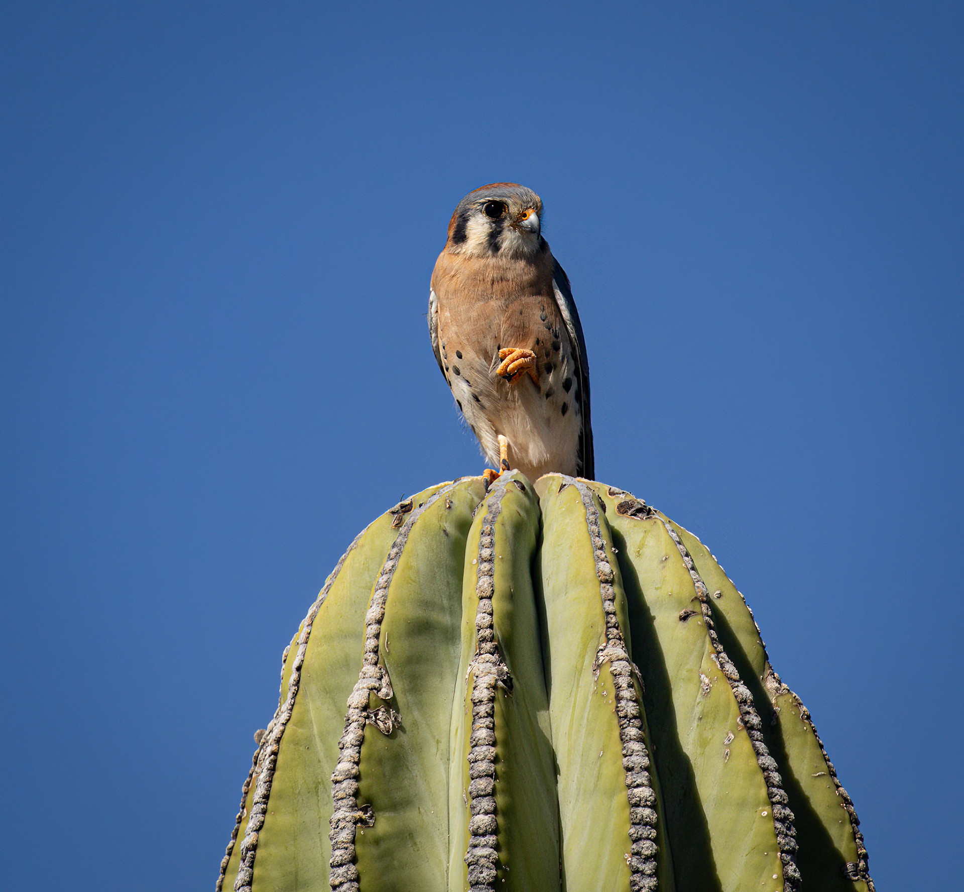 American Kestrel