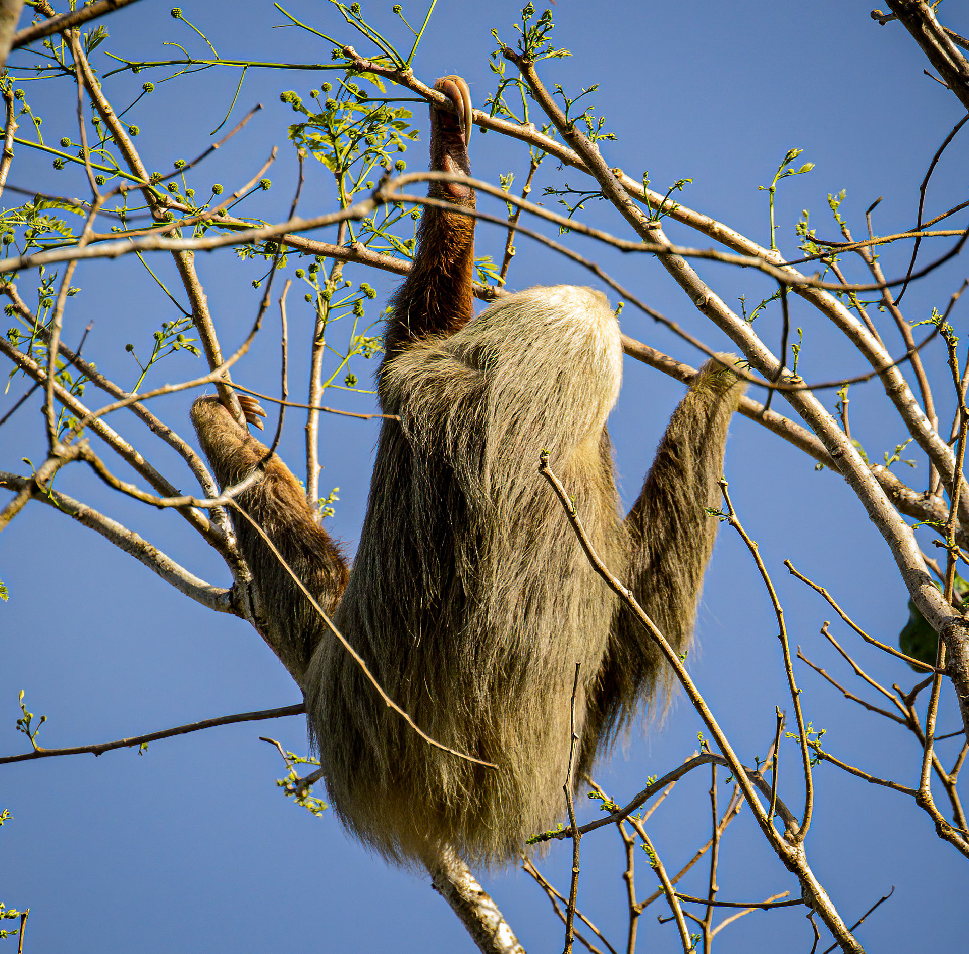 2-toed Sloth