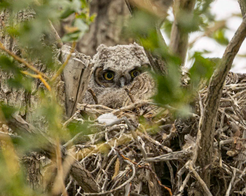 Great Horned Owl Nestling