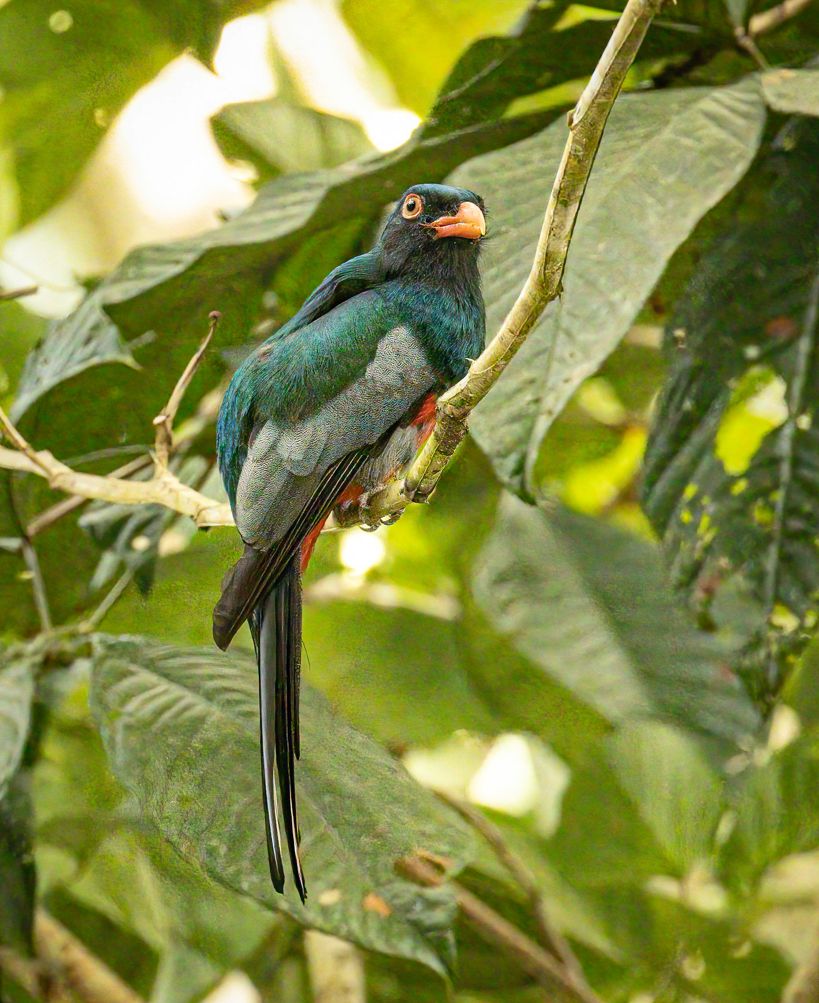 Slaty-tailed Trogon