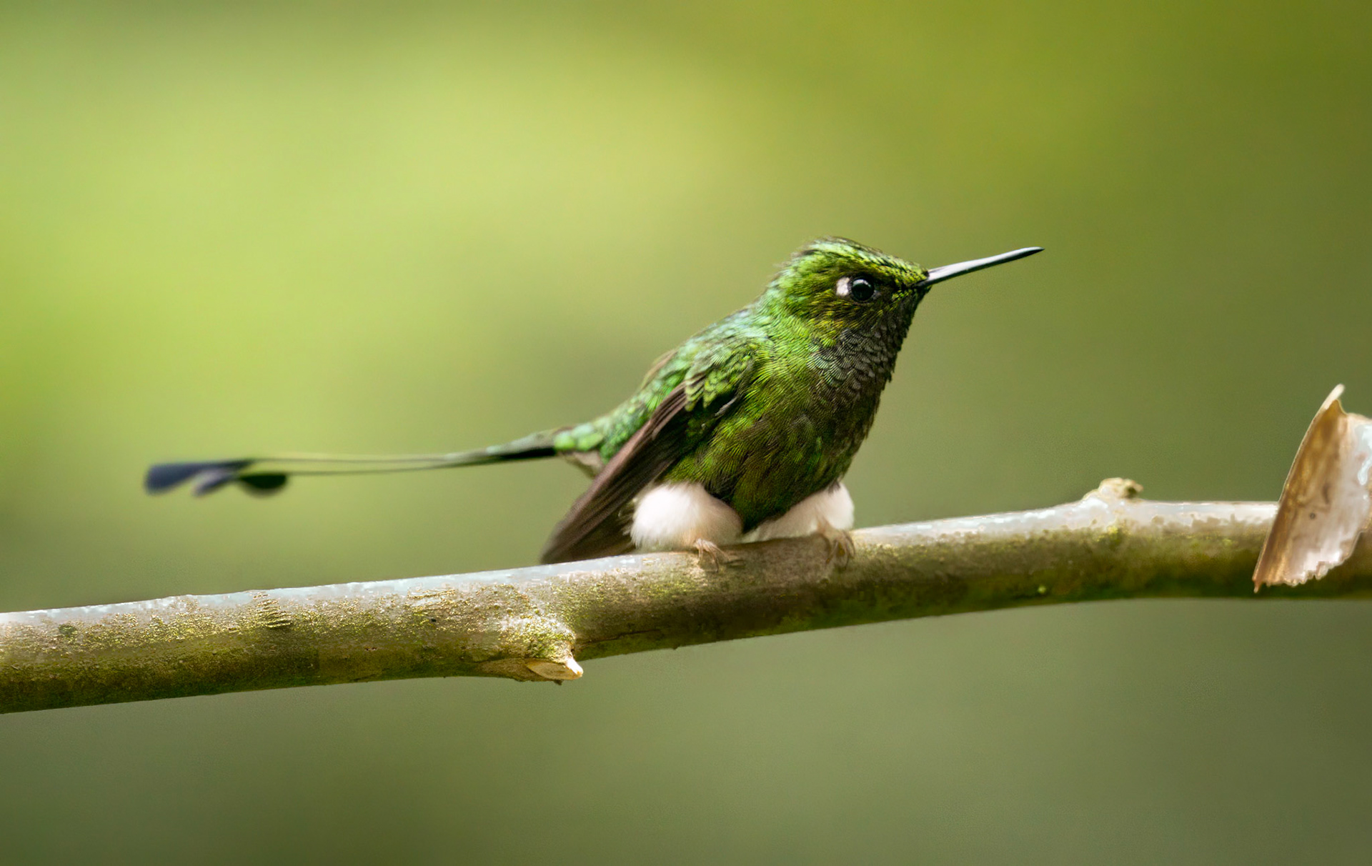 White-booted Racket-tail