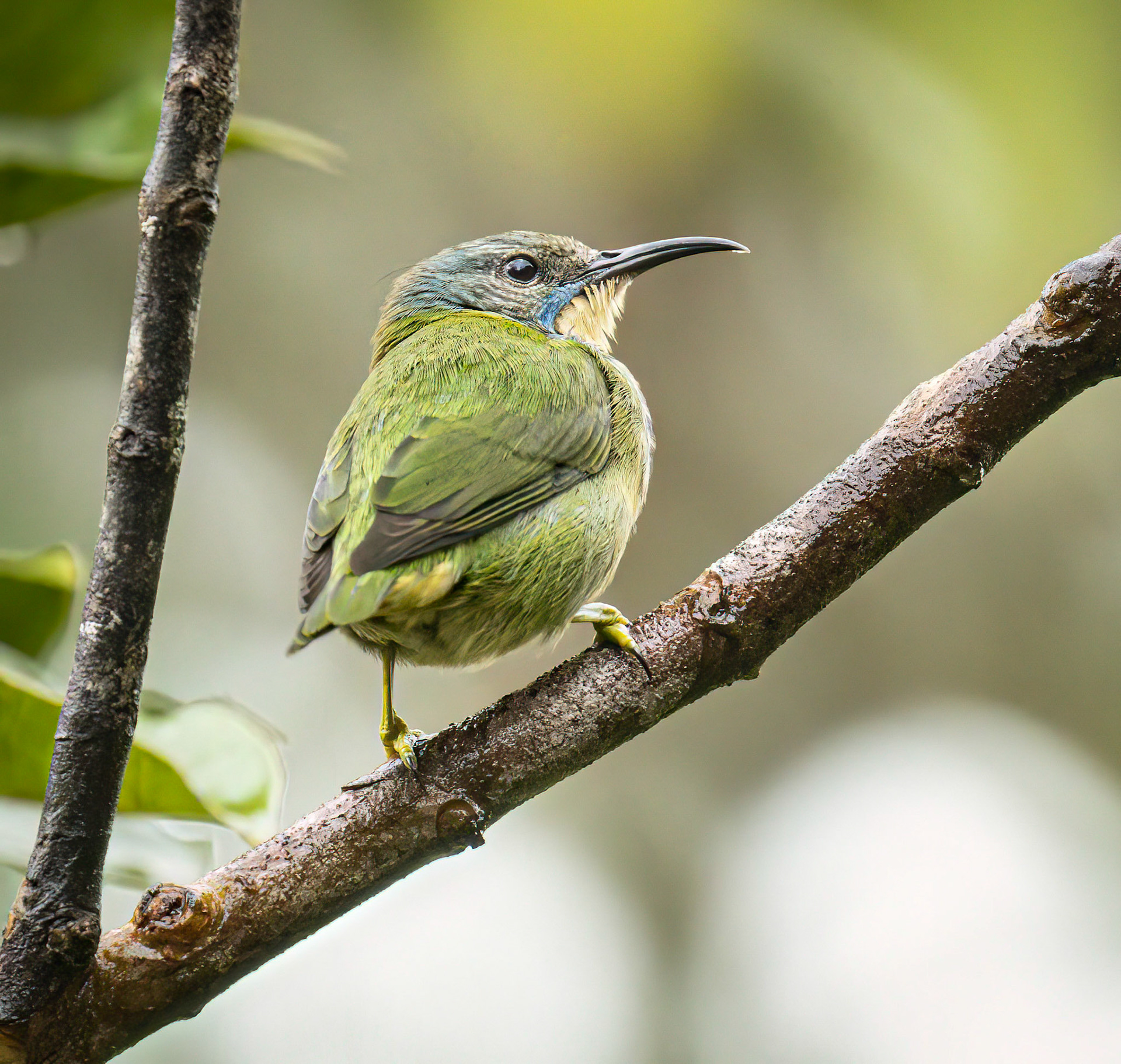 Shining Honeycreeper