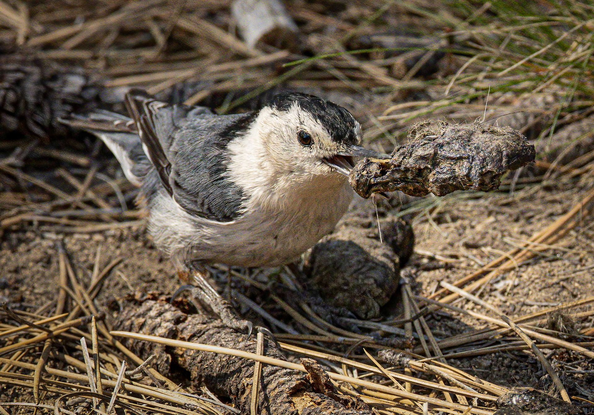 White-breasted Nuthatch