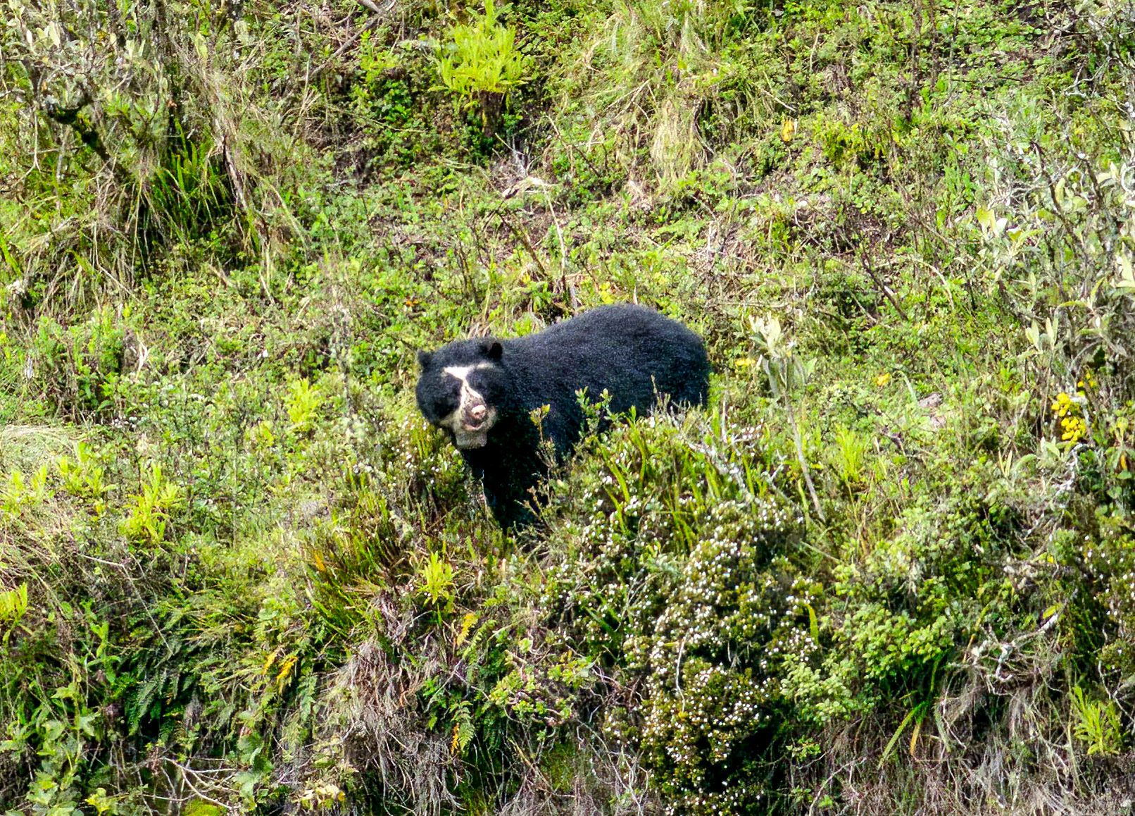 Spectacled Bear