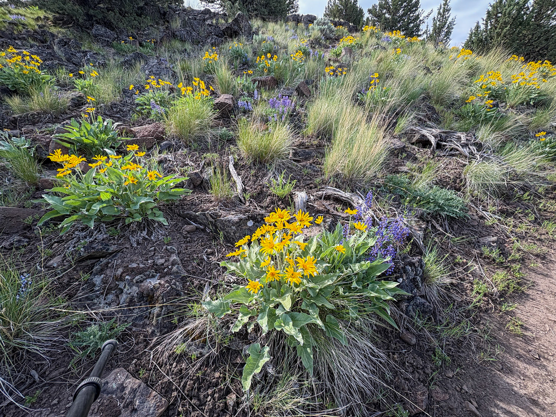 Arrowleaf Balsamroot (Wooly Mule's Ears)