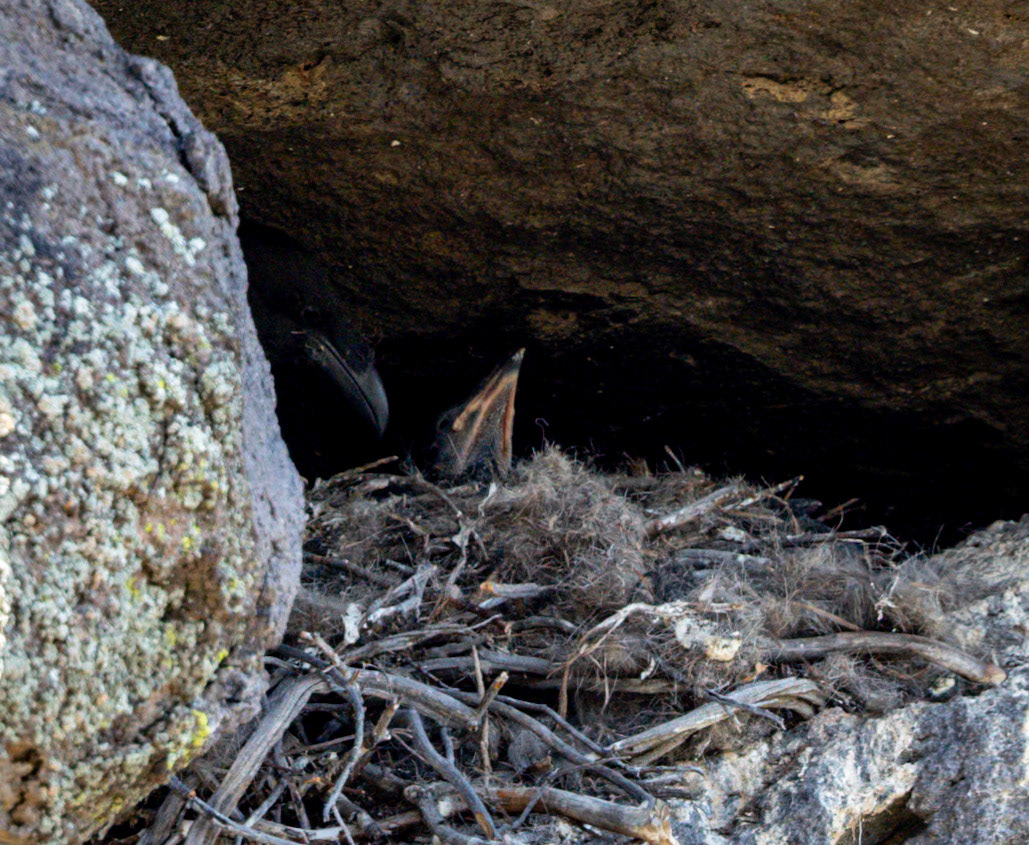 Common Raven Nest