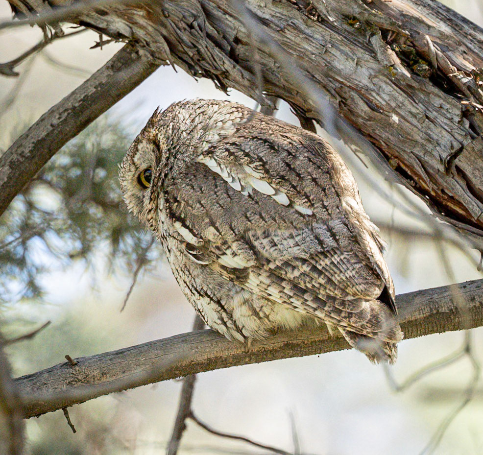 Western Screech-Owl