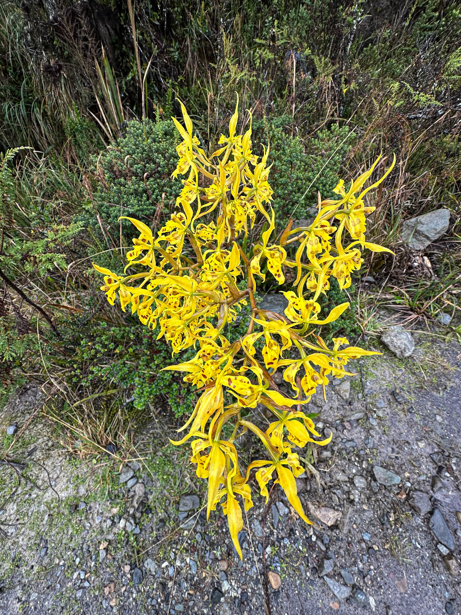 Unidentified Wild Orchid