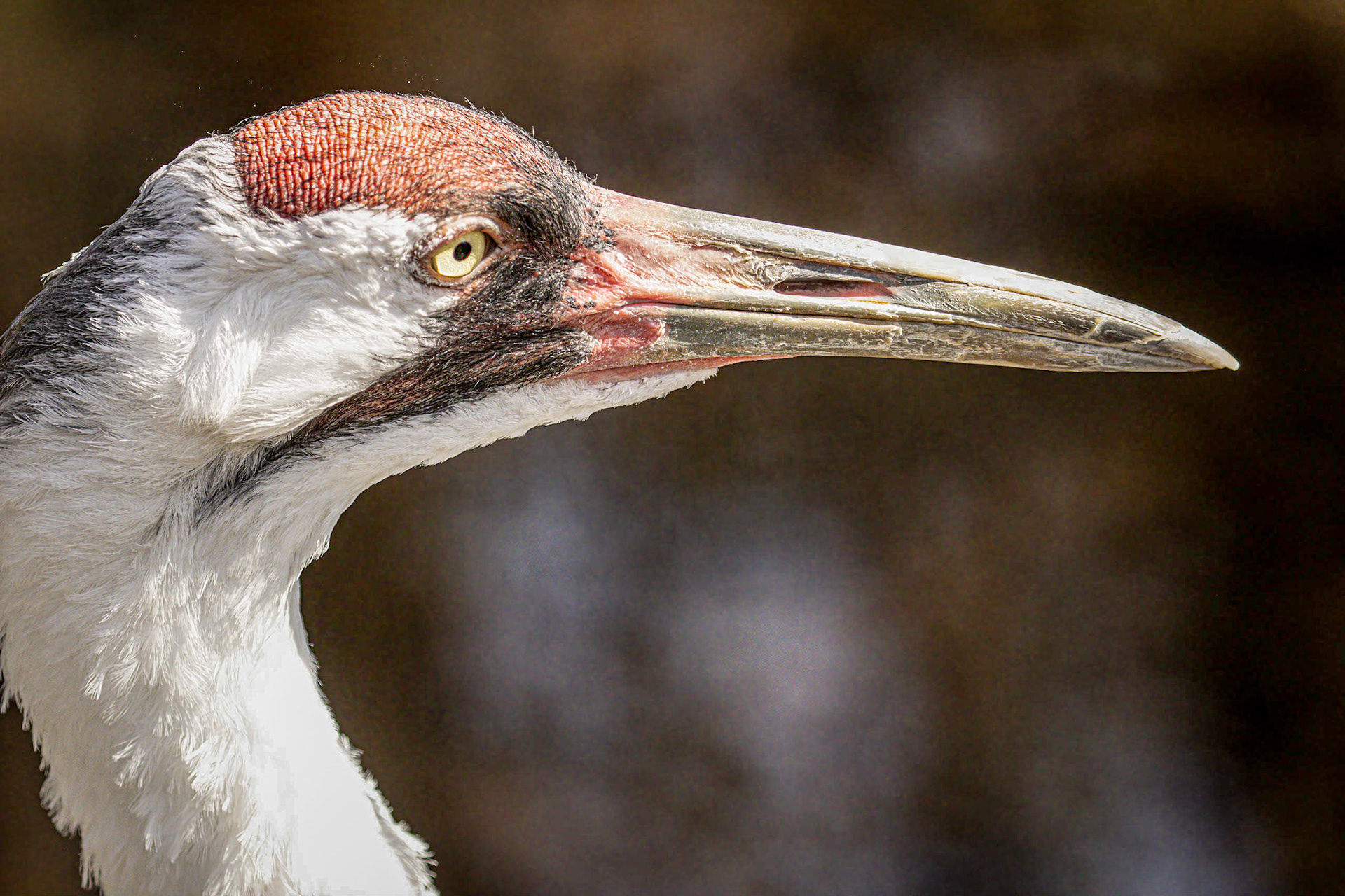 Whooping Crane