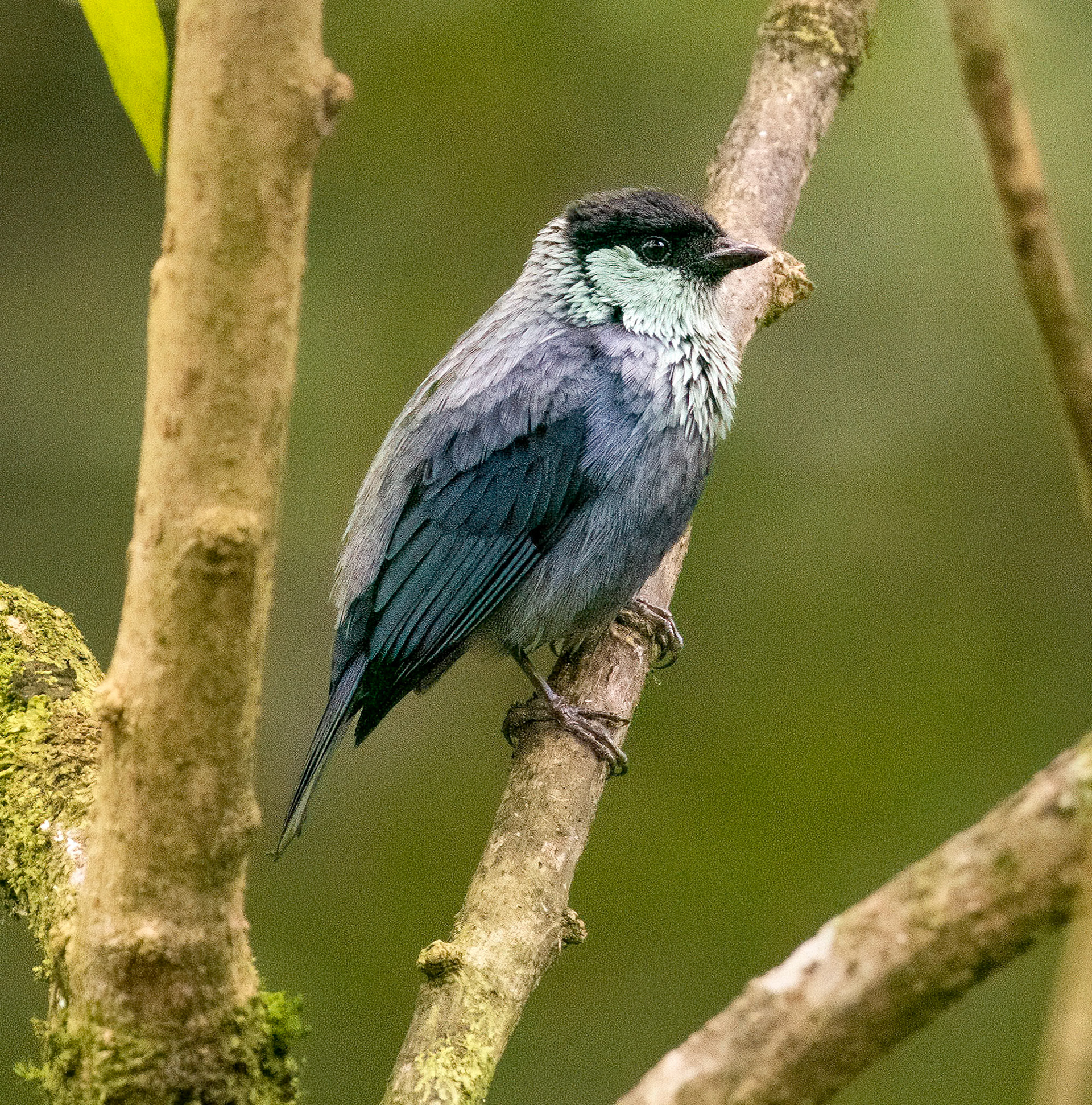 Black-capped Tanager