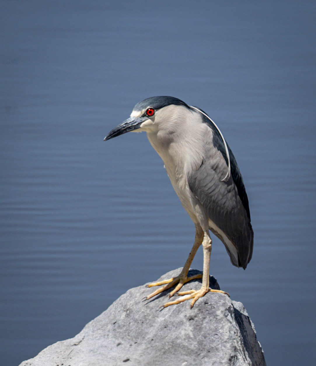 Black-crowned Night Heron