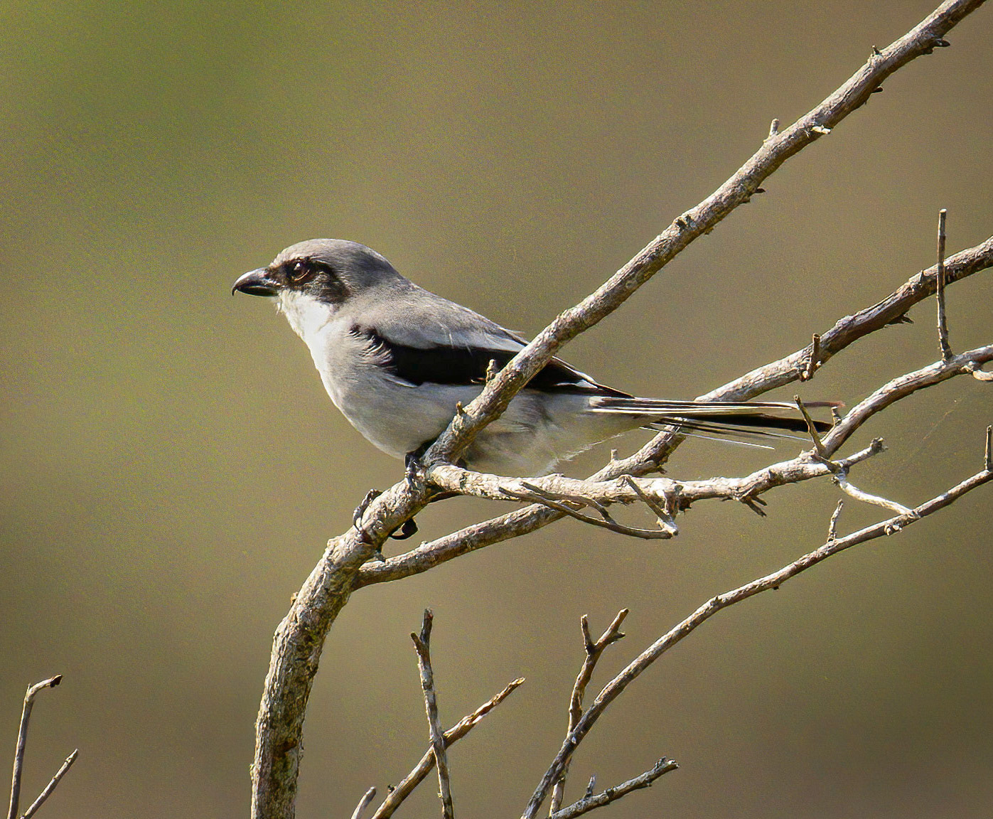 Loggerhead Shrike