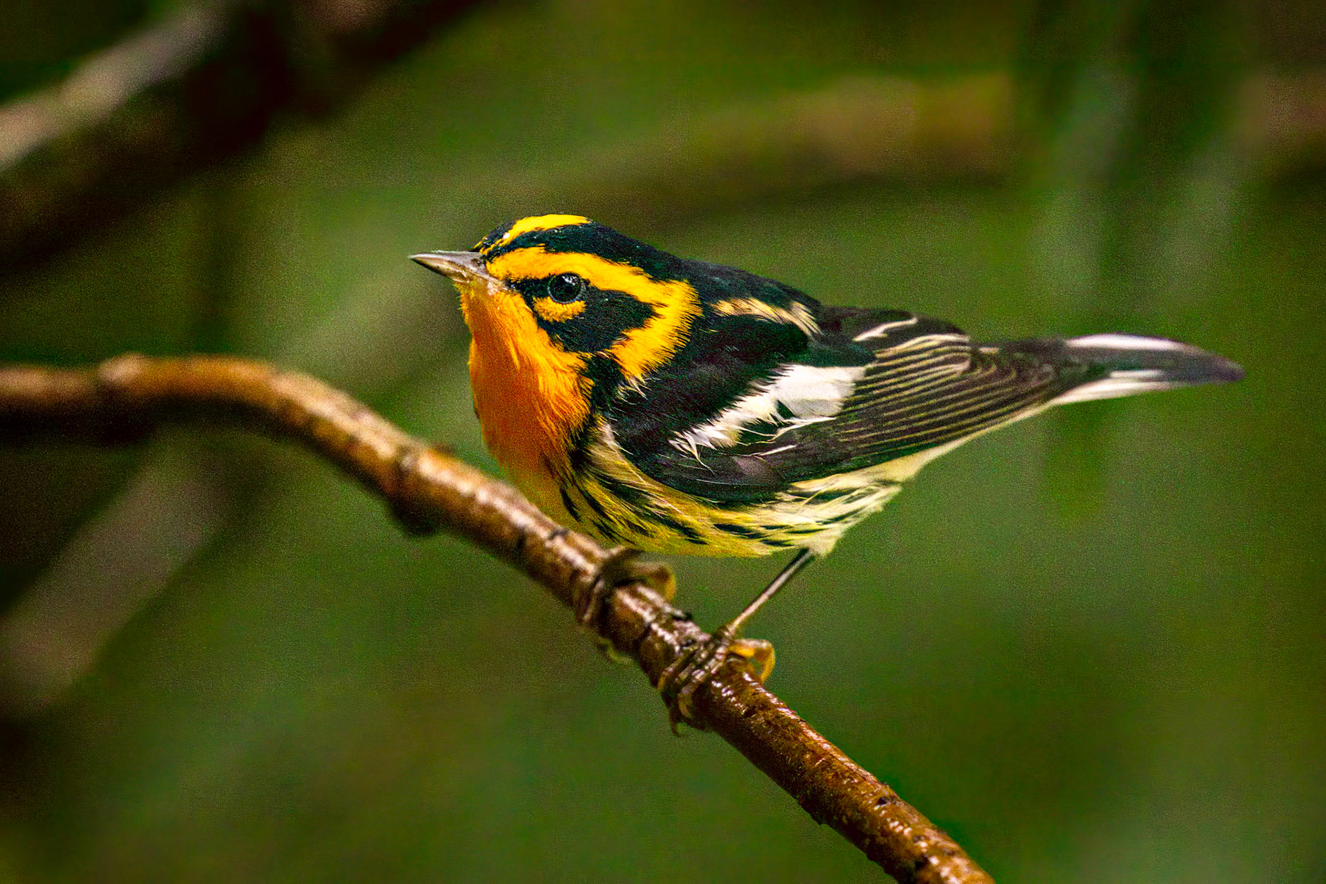 Blackburnian Warbler