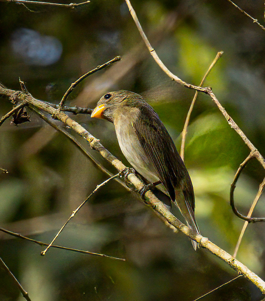 Slate-colored Seedeater