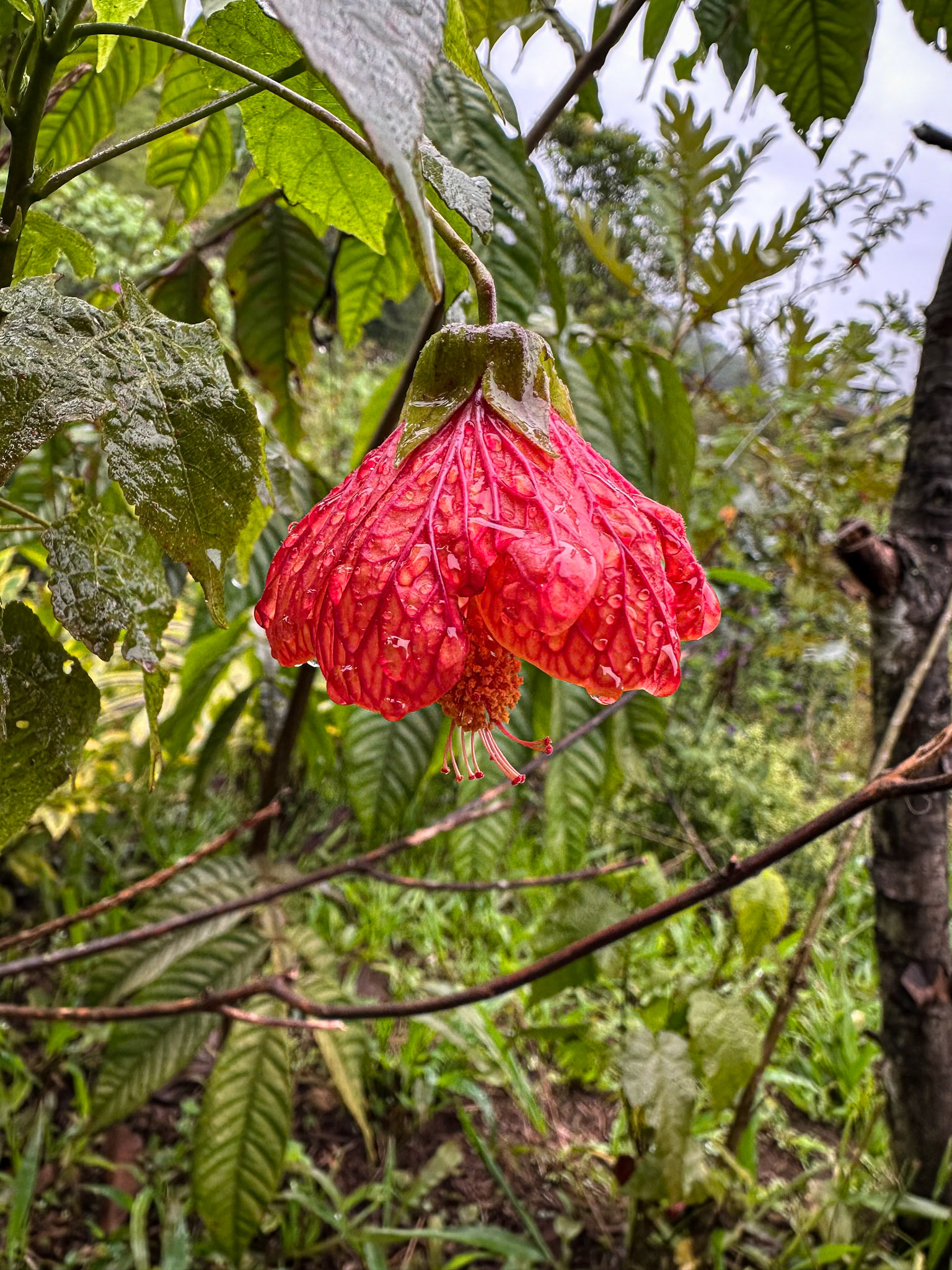 Redvein Chinese Lantern at El Quetzal Protected Forest