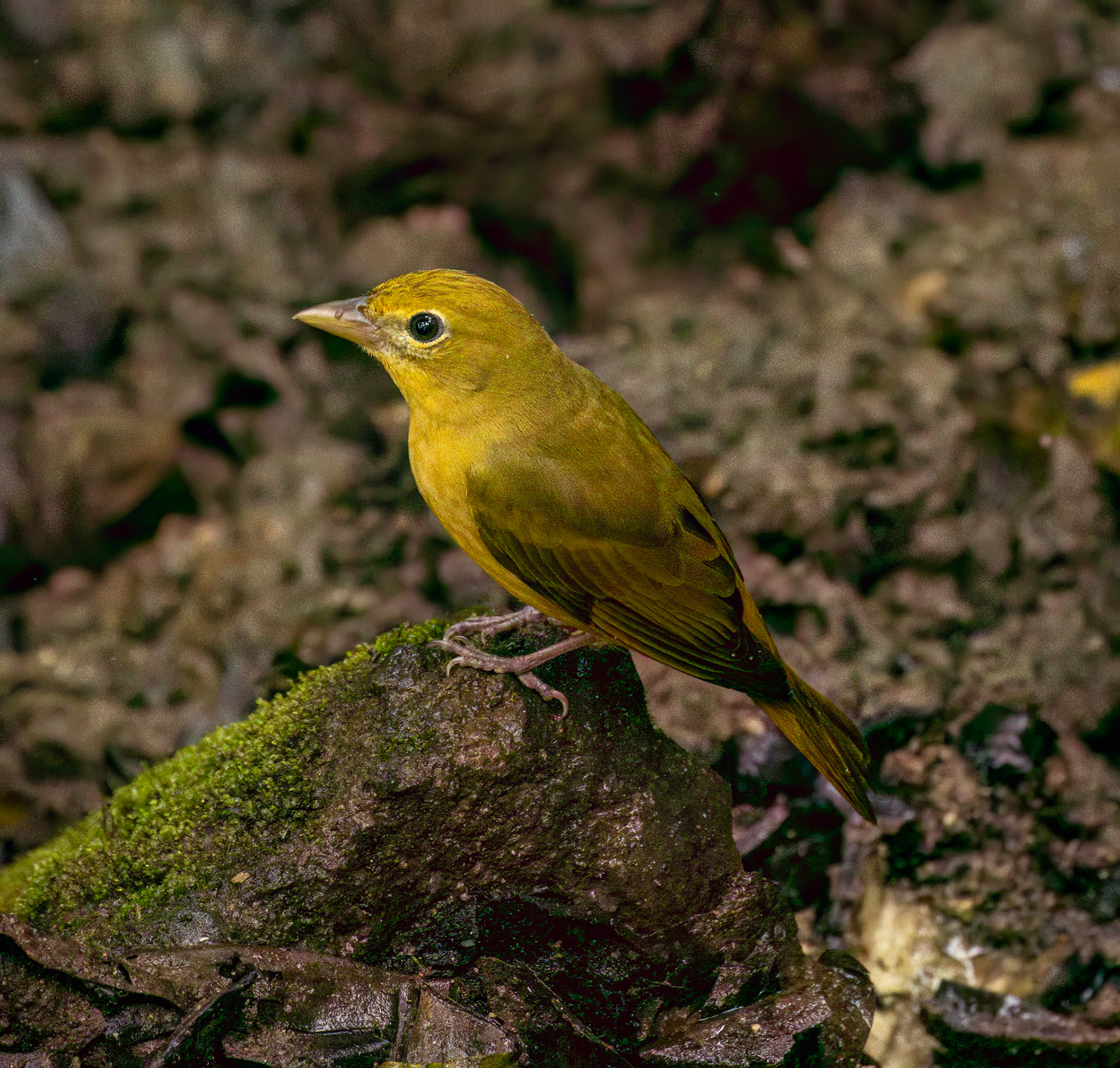 Summer Tanager