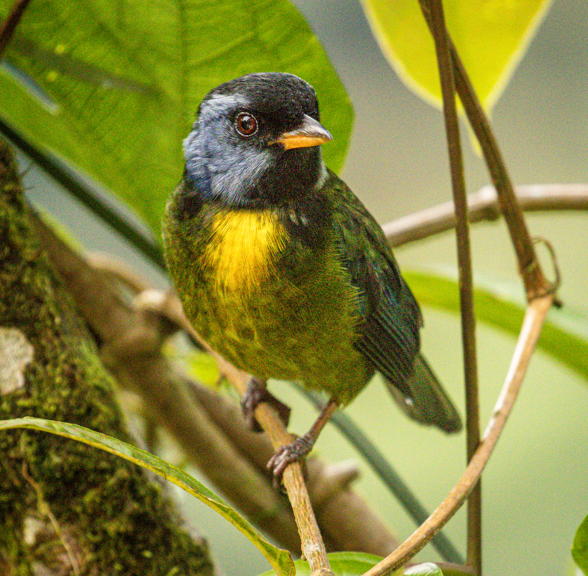 Moss-backed Tanager