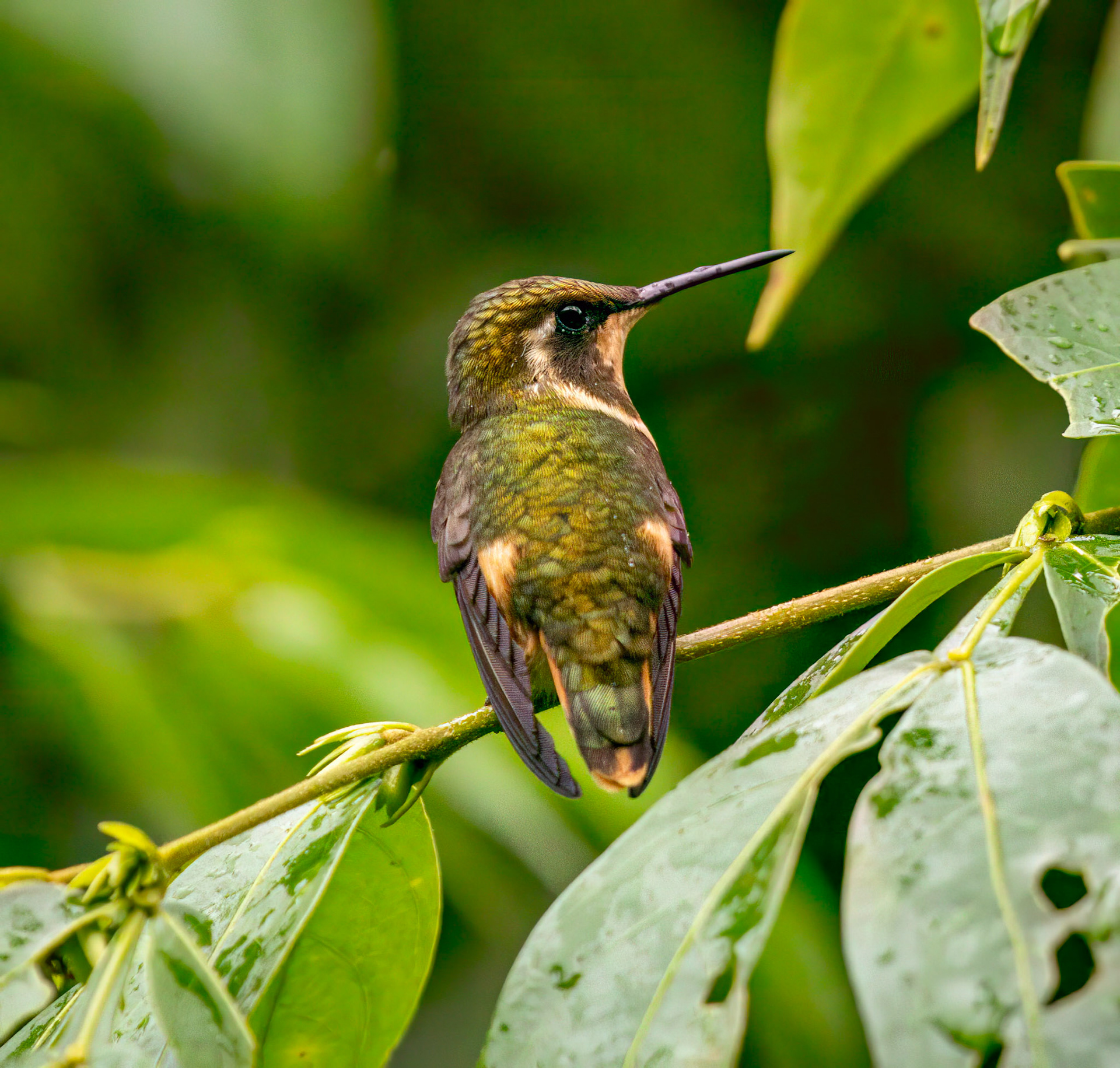 Purple-throated Woodstar