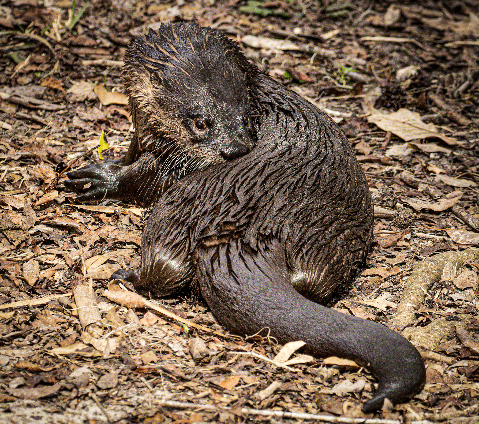River Otter